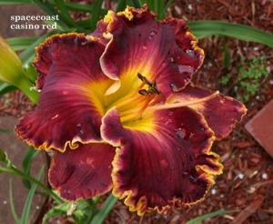 Spacecoast Casino Red (Kinnebrew, 2010)